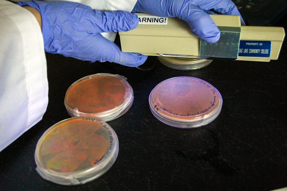 Biotech students conduct real-life research Ultraviolet testing