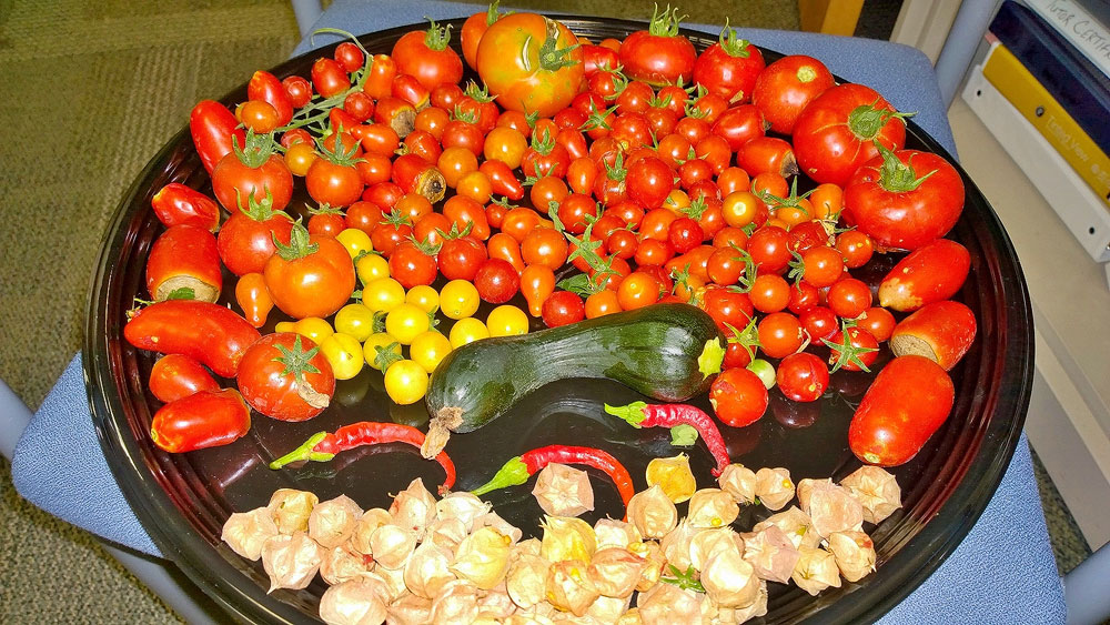 Pick your produce at the Bruin Cupboard Assortment of garden vegetables