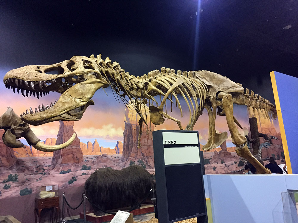 Dig up your future at Ogden’s Eccles Dinosaur Park T-Rex skeleton