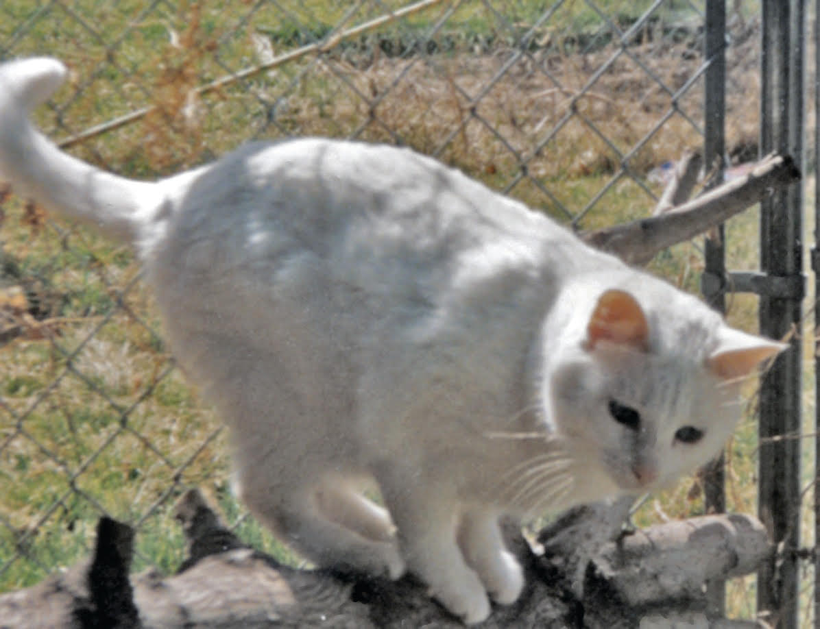 Former SLCC student’s deaf cat inspires new book Catalina standing on tree limbs