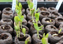 Gardens can offer therapeutic outlet during quarantine Rows of seedlings
