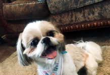 Pets provide emotional support during pandemic Roscoe the Shih Tzu