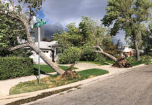 Photos: High winds cause damage, power outages along Wasatch Front Two uprooted trees, one landed on a house