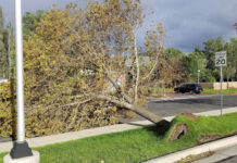 High winds wreak havoc in Utah Uprooted mature tree laws across sidewalk