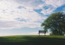 In memoriam: Remembering those lost during the fall term Dark wooden bench under a tree in a field
