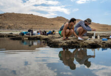 Microbialites also tell the story of the Great Salt Lake’s worrisome decline Two students collect scientific data from the lake