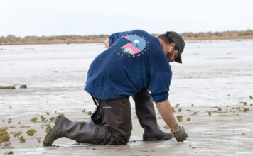 Lake questions: What will it take to save the Great Salt Lake? Man reaches down to collect pieces of trash from lakebed