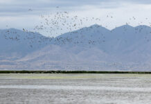 Lake questions: How can locals help the Great Salt Lake? Hundreds of birds fly over a lake with mountains in the background