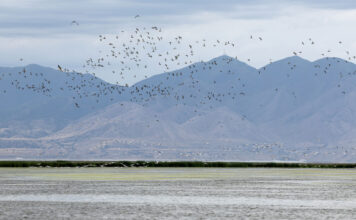 Lake questions: How can locals help the Great Salt Lake? Hundreds of birds fly over a lake with mountains in the background