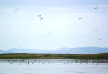 Lake questions: Why is Utah still funding Bear River Development? Birds occupy the Bear River Migratory Bird Refuge