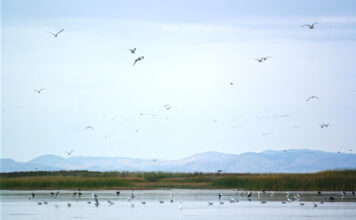 Lake questions: Why is Utah still funding Bear River Development? Birds occupy the Bear River Migratory Bird Refuge