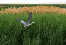 Water for Wildlife: Dire consequences of a shrinking Great Salt Lake Great blue heron flying with tall grasses and phragmites in background