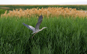 Water for Wildlife: Dire consequences of a shrinking Great Salt Lake Great blue heron flying with tall grasses and phragmites in background