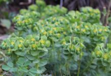 Environmentalists weigh in on ‘flower bombing’ and how to do it wisely Myrtle spurge foliage and flowers