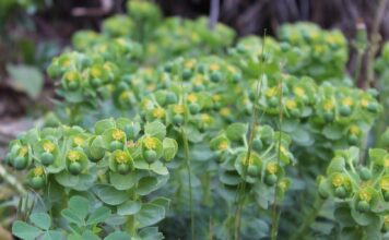 Environmentalists weigh in on ‘flower bombing’ and how to do it wisely Myrtle spurge foliage and flowers