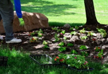 Bruins nurture campus grounds, relationships during beautification event Person organizing flowers of various colors on a flower bed