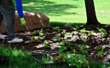 Bruins nurture campus grounds, relationships during beautification event Person organizing flowers of various colors on a flower bed