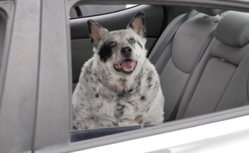 Drive-through provides needed supplies to pets Dog panting while seated in the backseat of a vehicle with window rolled down