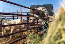 Tooele residents say they’re fighting a ‘losing battle’ against inland port projects Man reaching through gate to pet a pony