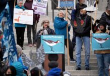 How a tiny bird could trigger a federal response on Great Salt Lake Terry Tempest Williams standing at podium while surrounded by activists
