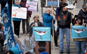 How a tiny bird could trigger a federal response on Great Salt Lake Terry Tempest Williams standing at podium while surrounded by activists