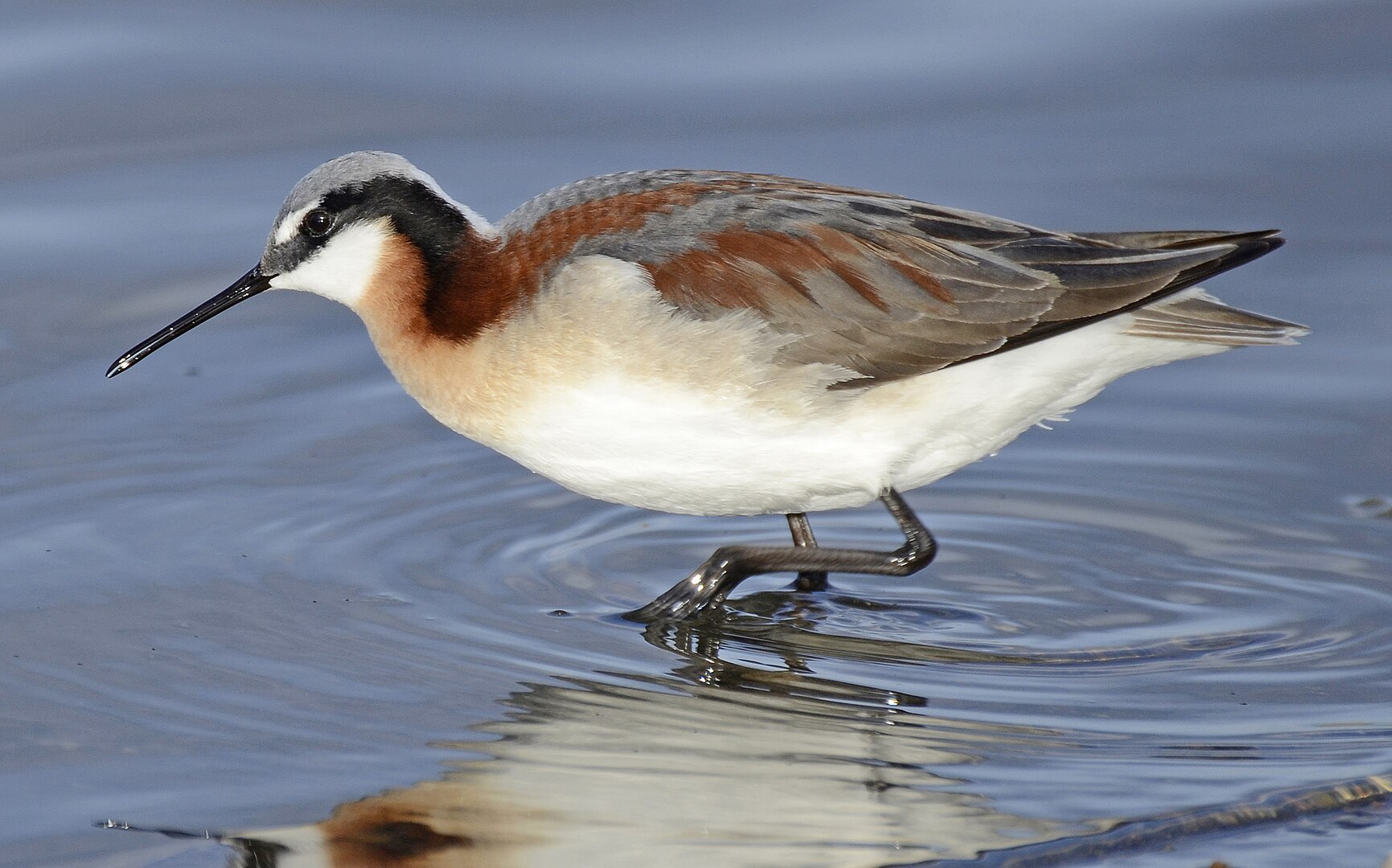 Female phalarope standing in water