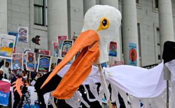 Photos: Rally to Save Our Great Salt Lake A large sculpture depicting a pelican being paraded at the capital