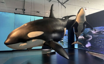 Photos: ‘Orcas: Our Shared Future’ at the NHMU Large sculpture of orca whale