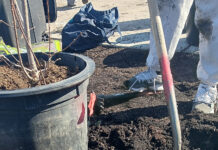 Deep-rooted nonprofit TreeUtah involves students, volunteers in urban forestry activities Tree in pot next to a shovel digging dirt