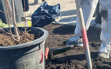 Deep-rooted nonprofit TreeUtah involves students, volunteers in urban forestry activities Tree in pot next to a shovel digging dirt