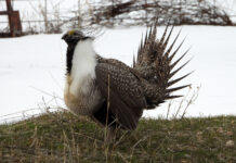 The greater sage grouse mating display Grouse standing on grass with a snowy background