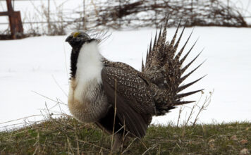 The greater sage grouse mating display Grouse standing on grass with a snowy background