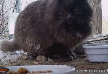 Cat colony caretaker calls on SLCC students to take over Gray cat looking at a food bowl