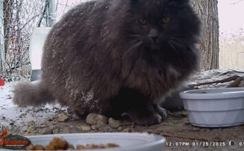 Cat colony caretaker calls on SLCC students to take over Gray cat looking at a food bowl