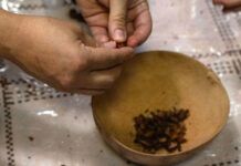 Photos: Festival Gastronómico Mexicano A person's hands shelling dry cocoa beans in a bowl