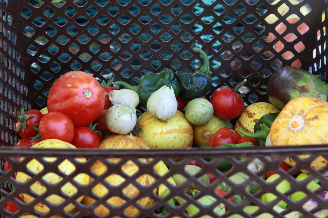 Grocery basket containing various vegetables