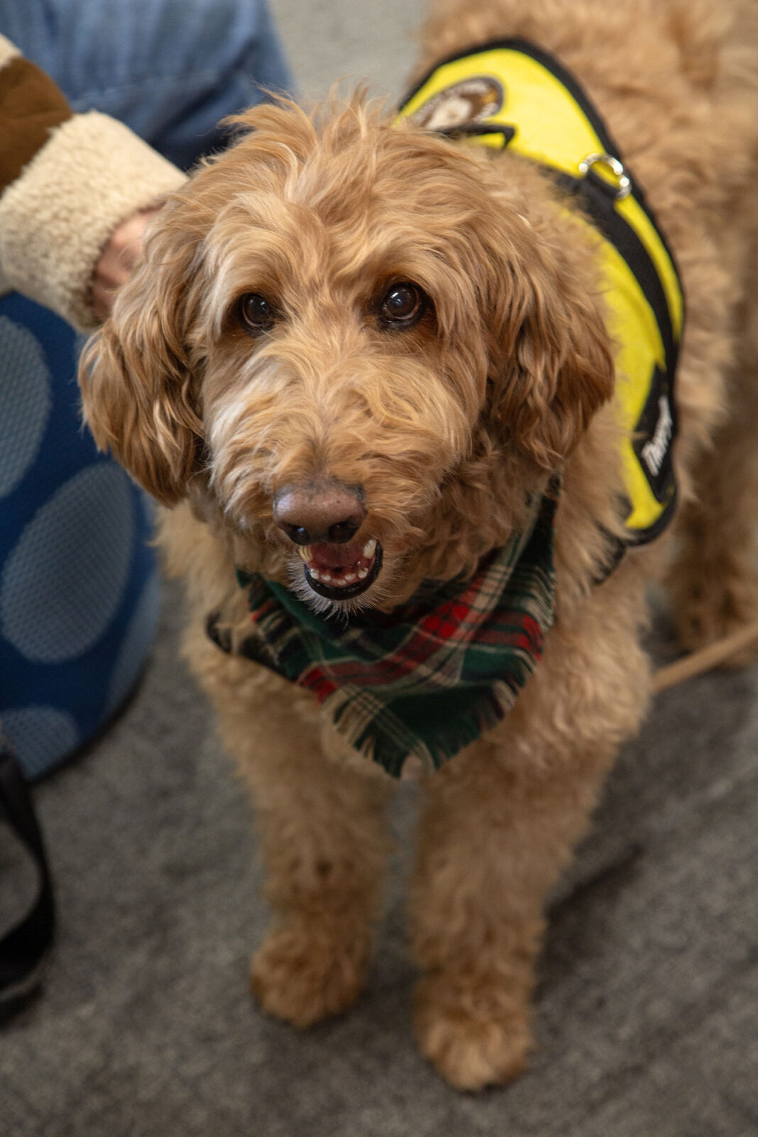 Light brown dog wearing yellow therapy dog vest