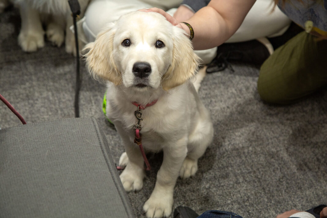 White lab sitting on the floor