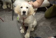Photos: Stress Less Week at SLCC White lab sitting on the floor