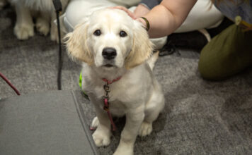 Photos: Stress Less Week at SLCC White lab sitting on the floor