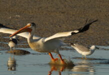 Opinion: Why biodiversity loss is a human health crisis we can’t ignore American White-Pelican at the Bear River Migratory Bird Refuge