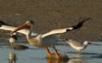 Opinion: Why biodiversity loss is a human health crisis we can’t ignore American White-Pelican at the Bear River Migratory Bird Refuge