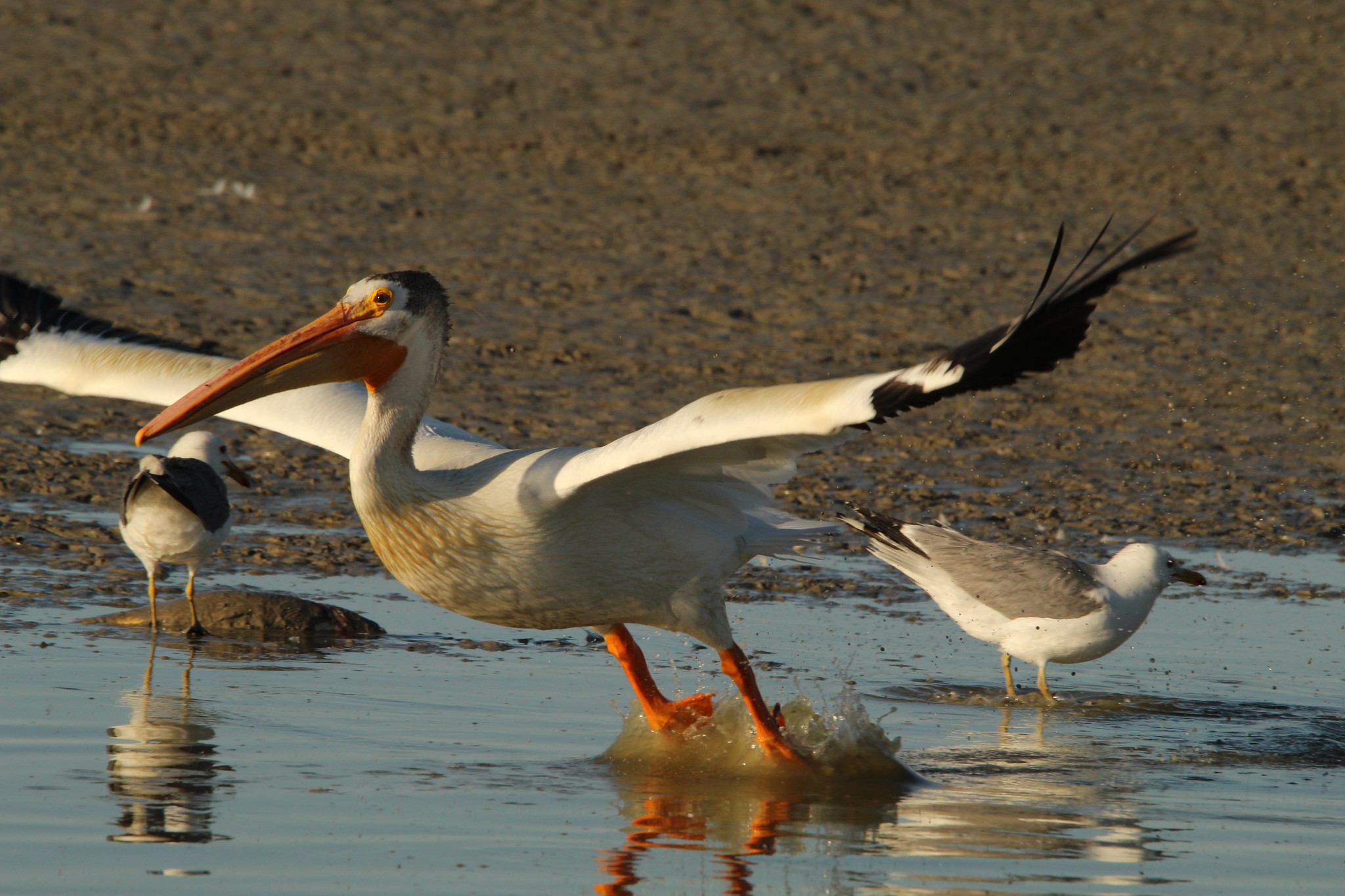 American White-Pelican at the Bear River Migratory Bird Refuge