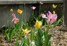 In photos: Stop and smell the flowers