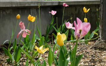 In photos: Stop and smell the flowers
