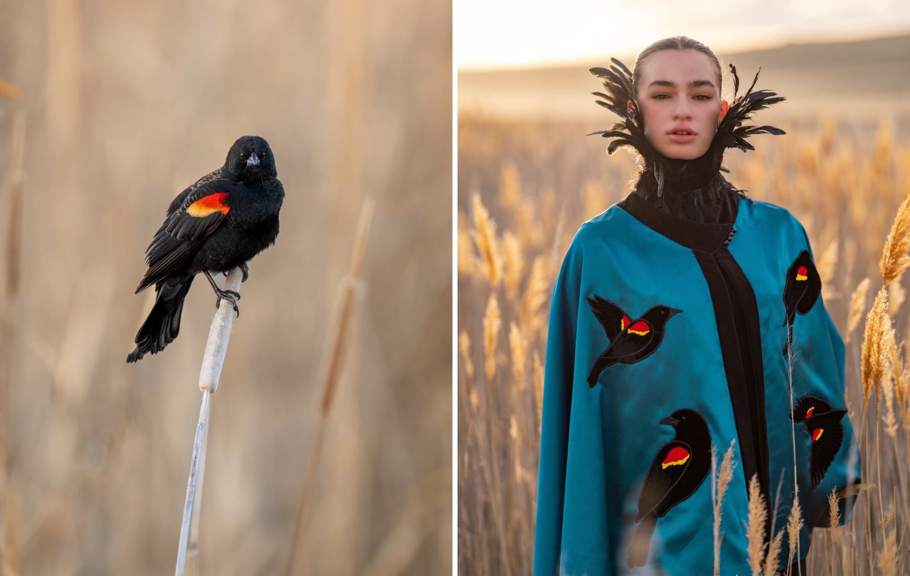 Red-winged blackbird on the left, a fashion model wearing a blackbird cape on the right