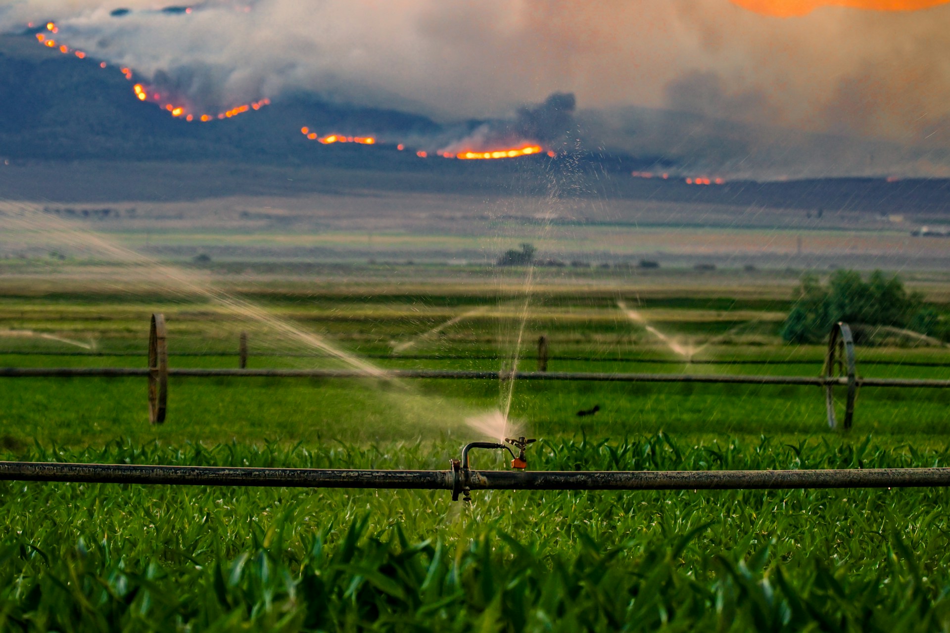 Sprinklers water a field as wildfires burn on distant mountains