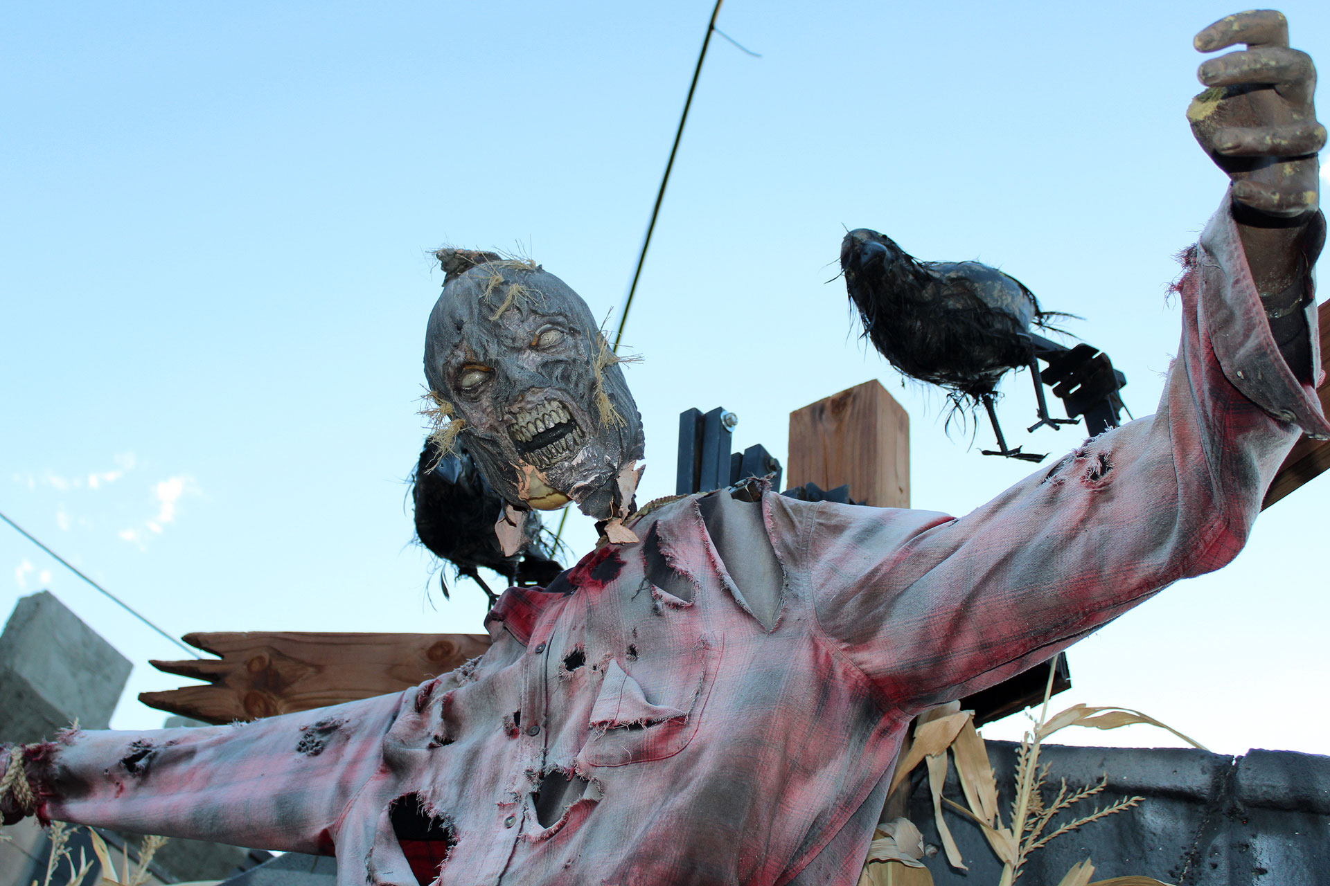 An evil looking scarecrow with crows perched on its shoulders
