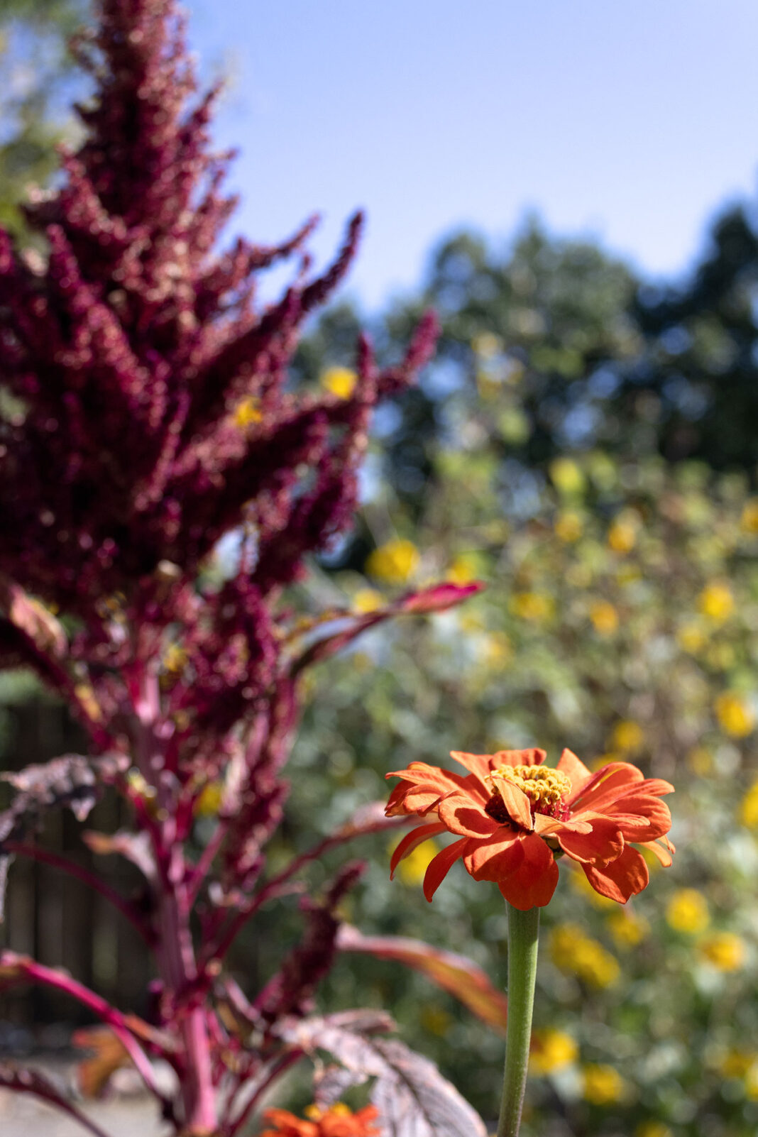 Flower, in foreground, growing in a garden area
