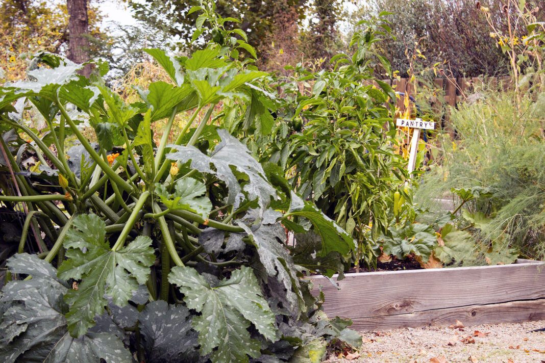 Squash and pepper plants growing in a garden planter box